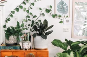植物を元気に育てながらおしゃれに飾れる部屋にするためには？